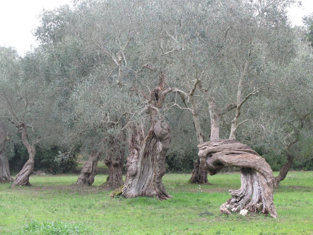 Tenuta Sant'Andrea Giuggianello Kültér fotó